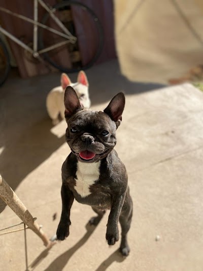 Fotos Guarderia canina roxy