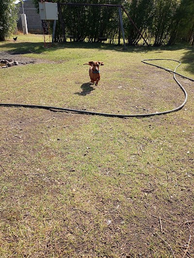 Fotos Guardería Canina y felina mimados